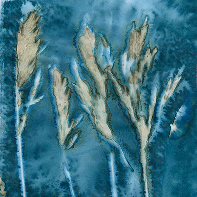 cyanotype impressions